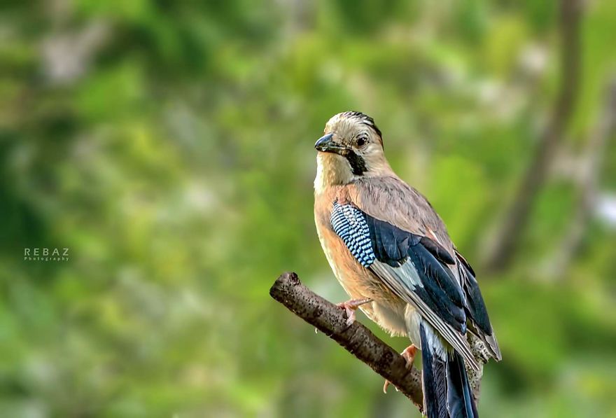 Photographer Captures The Distinct Beauty Of Natually Colorful Birds