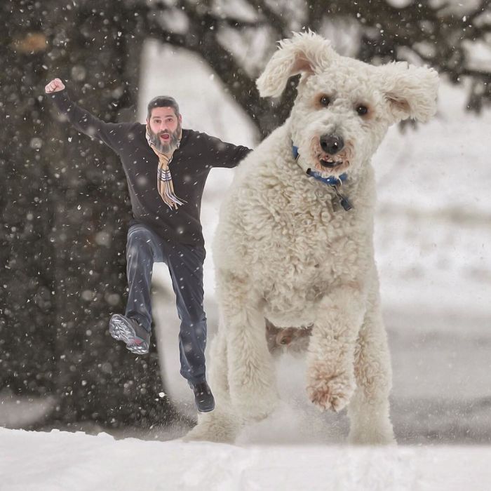 Photographer Makes Funny Montages With Photos Of His Giant Dog (New Pics)
