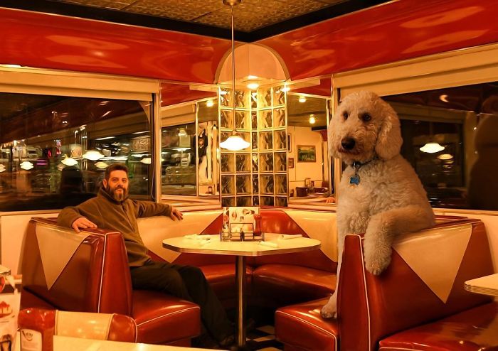 Photographer Makes Funny Montages With Photos Of His Giant Dog (New Pics)