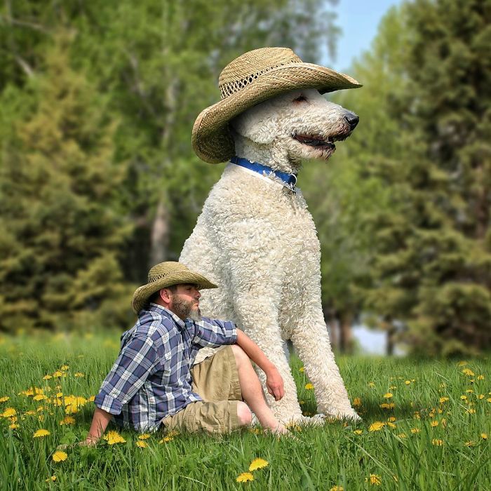Photographer Makes Funny Montages With Photos Of His Giant Dog (New Pics)