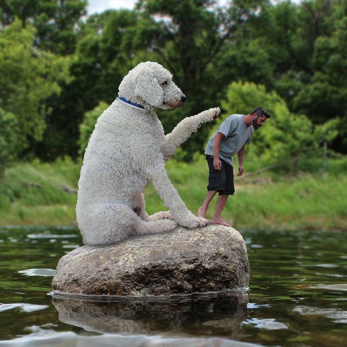 Photographer Makes Funny Montages With Photos Of His Giant Dog (New Pics)