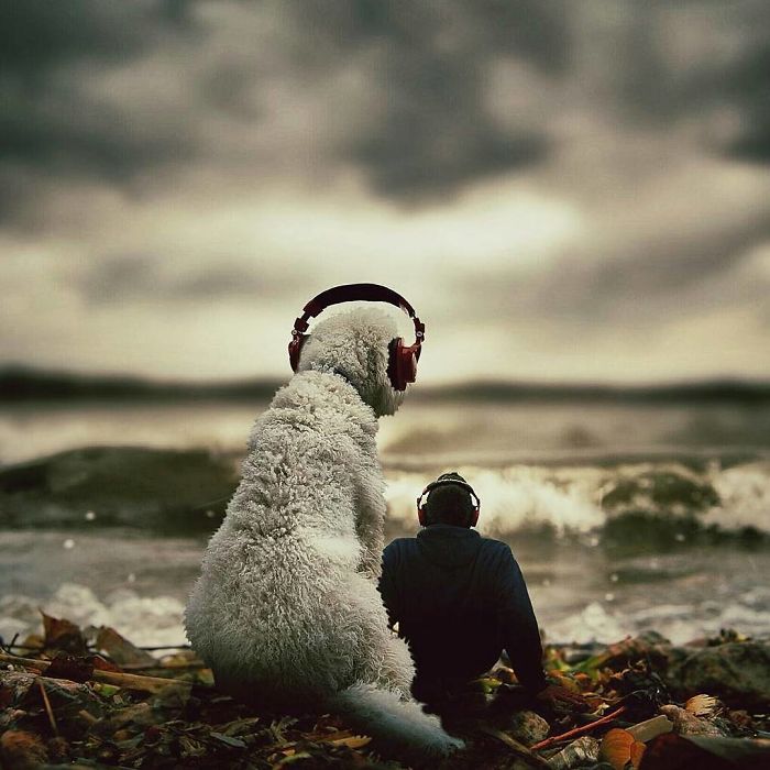 Photographer Makes Funny Montages With Photos Of His Giant Dog (New Pics)