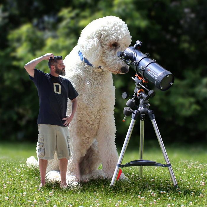 Photographer Makes Funny Montages With Photos Of His Giant Dog (New Pics)