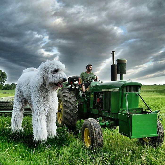 Photographer Makes Funny Montages With Photos Of His Giant Dog (New Pics)