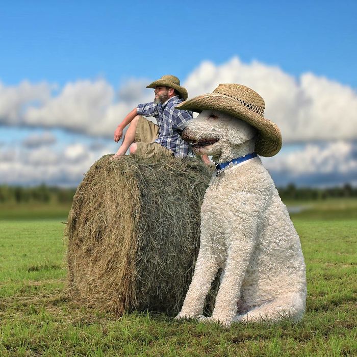 Photographer Makes Funny Montages With Photos Of His Giant Dog (New Pics)