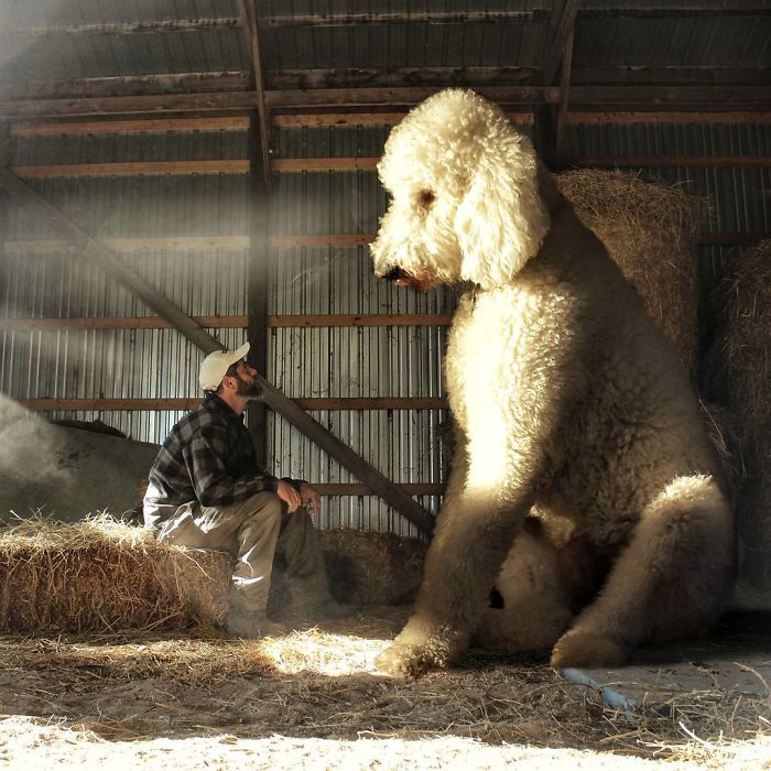 Photographer Makes Funny Montages With Photos Of His Giant Dog (New Pics)