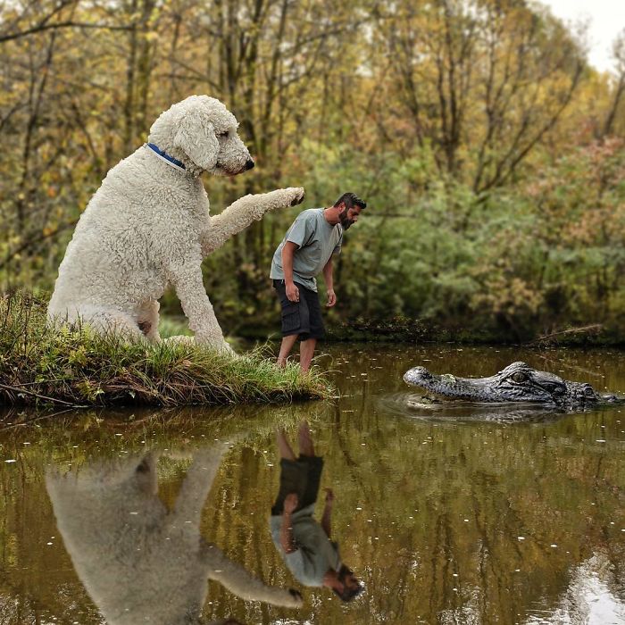 Photographer Makes Funny Montages With Photos Of His Giant Dog (New Pics)