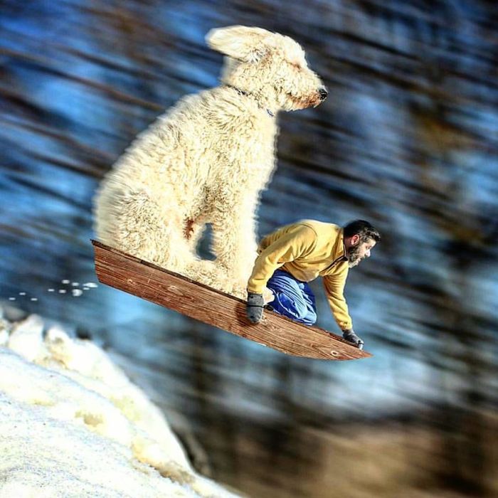 Photographer Makes Funny Montages With Photos Of His Giant Dog (New Pics)
