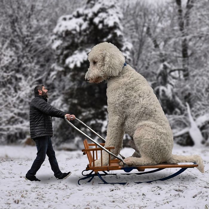 Photographer Makes Funny Montages With Photos Of His Giant Dog (New Pics)