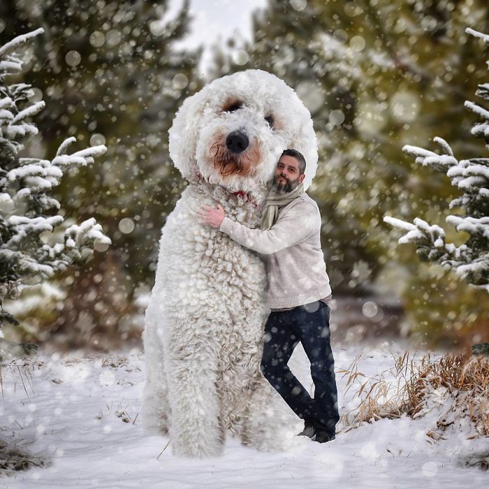 Photographer Makes Funny Montages With Photos Of His Giant Dog (New Pics)