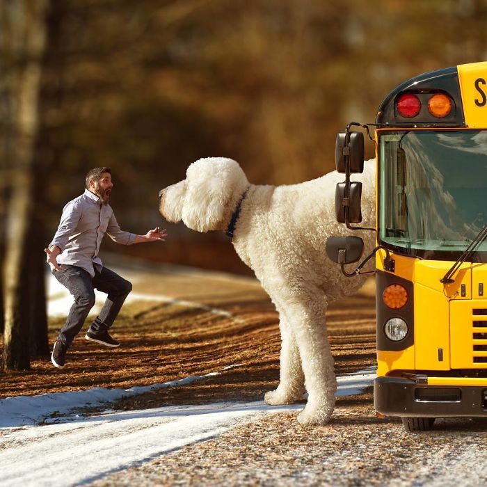 Photographer Makes Funny Montages With Photos Of His Giant Dog (New Pics)