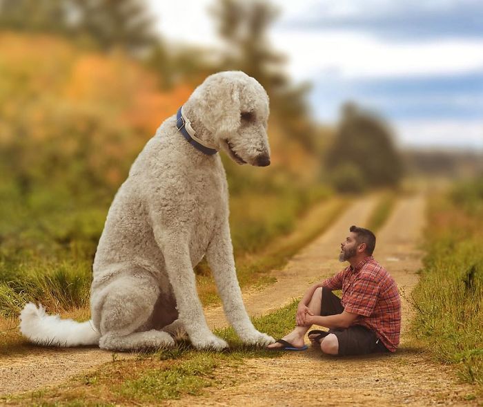 Photographer Makes Funny Montages With Photos Of His Giant Dog (New Pics)