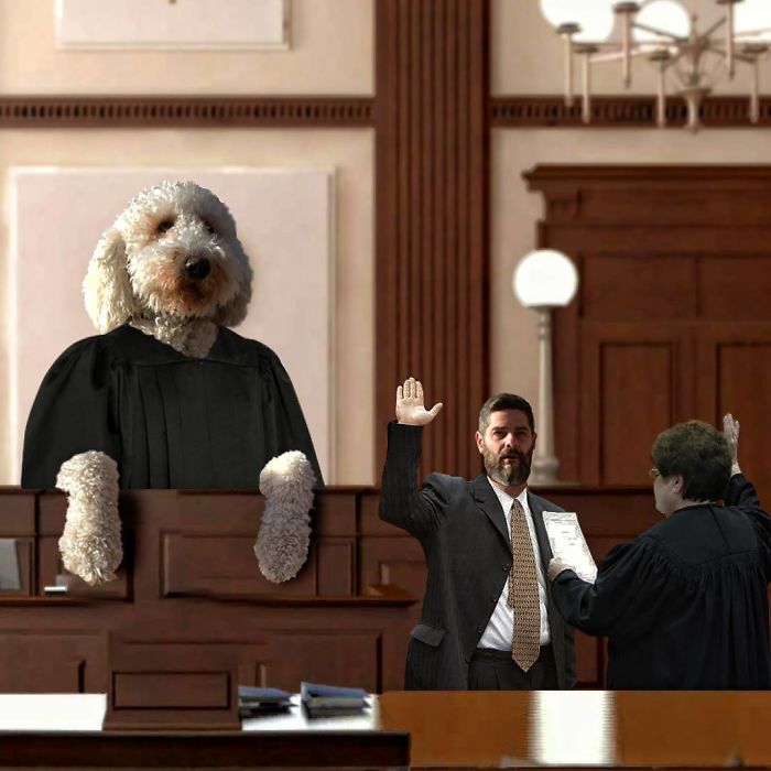 Photographer Makes Funny Montages With Photos Of His Giant Dog (New Pics)