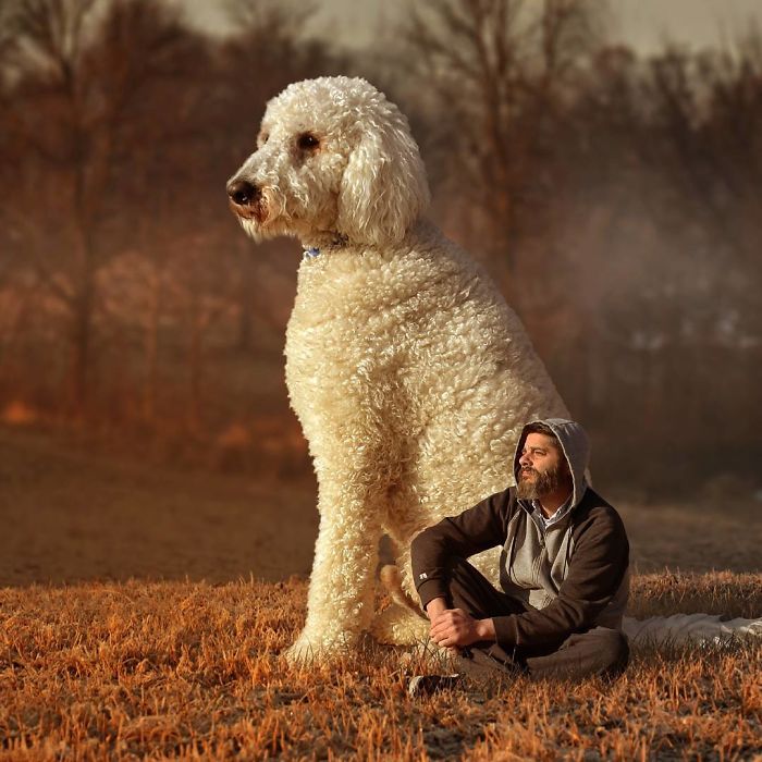 Photographer Makes Funny Montages With Photos Of His Giant Dog (New Pics)