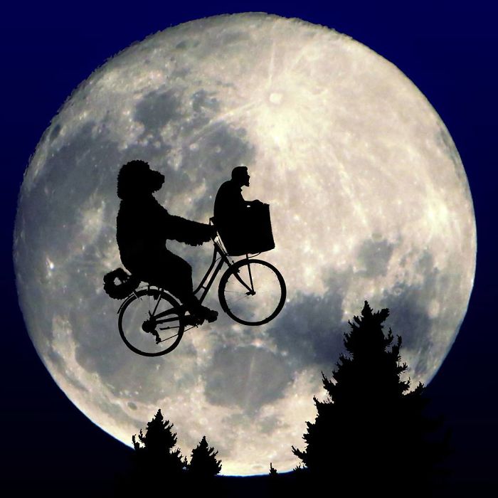 Photographer Makes Funny Montages With Photos Of His Giant Dog (New Pics)