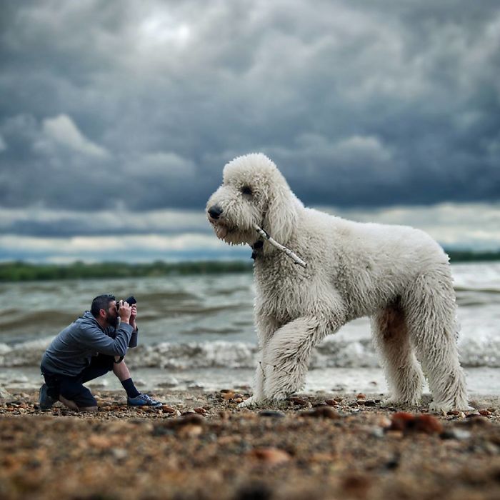 Photographer Makes Funny Montages With Photos Of His Giant Dog (New Pics)