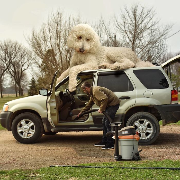 Photographer Makes Funny Montages With Photos Of His Giant Dog (New Pics)