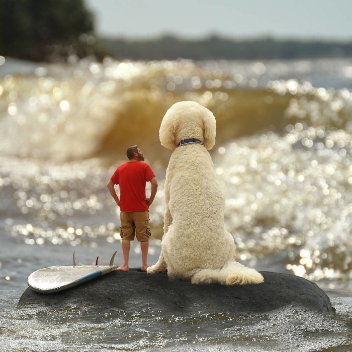 Photographer Makes Funny Montages With Photos Of His Giant Dog (New Pics)