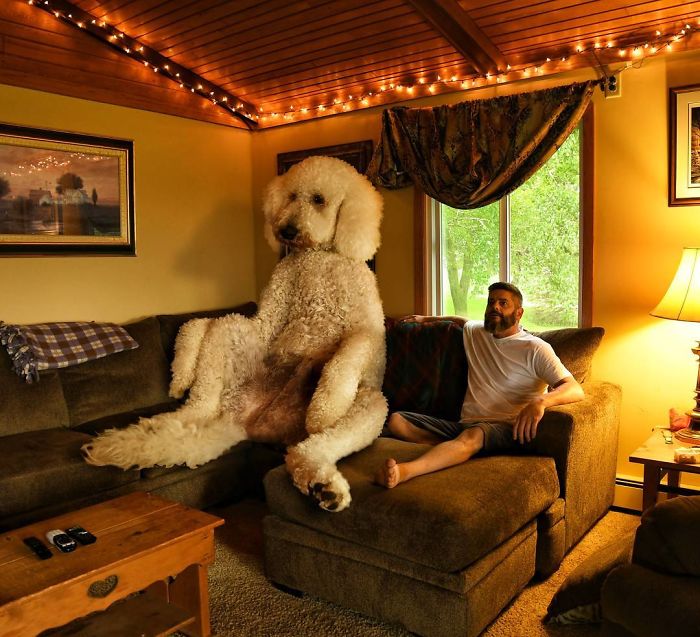 Photographer Makes Funny Montages With Photos Of His Giant Dog (New Pics)