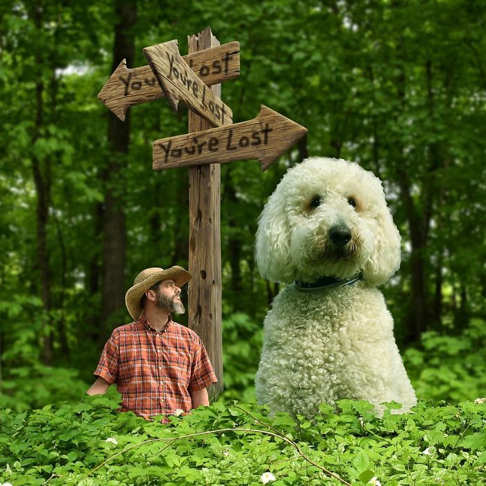 Photographer Makes Funny Montages With Photos Of His Giant Dog (New Pics)