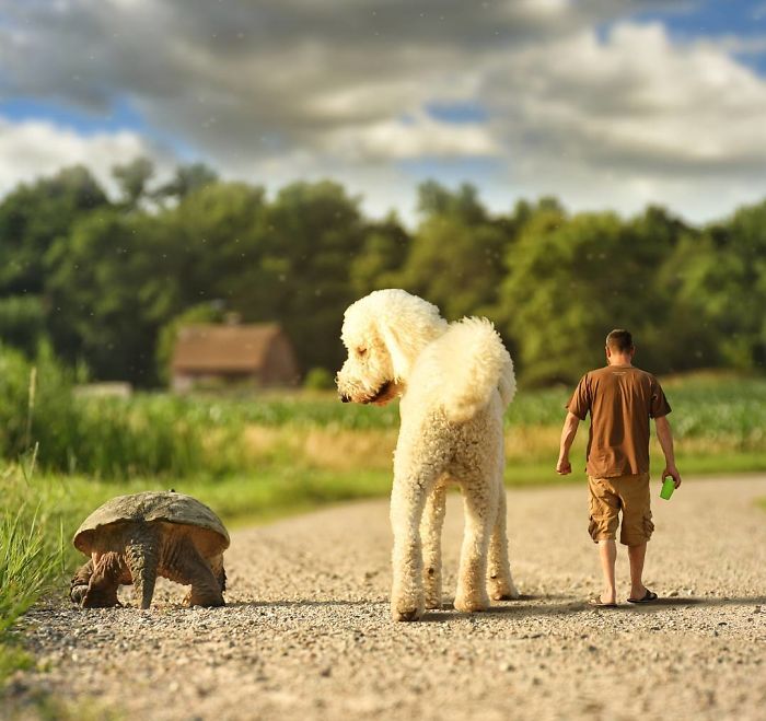 Photographer Makes Funny Montages With Photos Of His Giant Dog (New Pics)