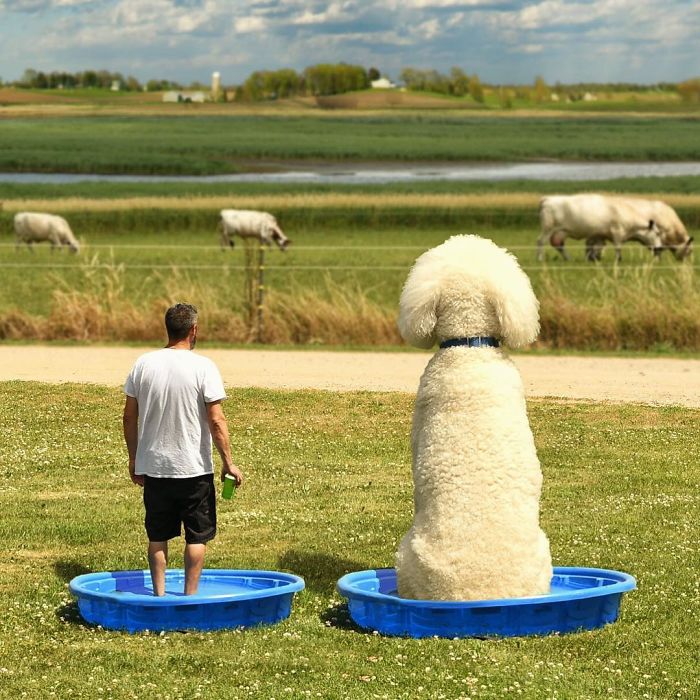 Photographer Makes Funny Montages With Photos Of His Giant Dog (New Pics)