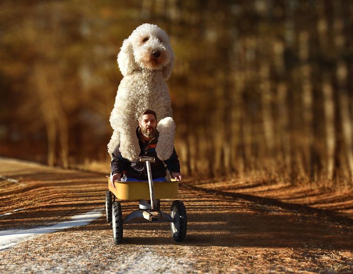 Photographer Makes Funny Montages With Photos Of His Giant Dog (New Pics)