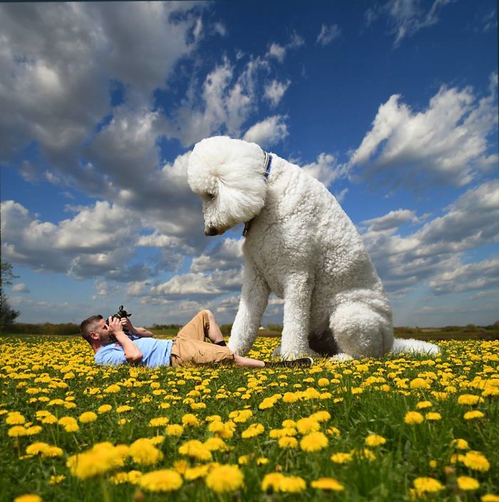 Photographer Makes Funny Montages With Photos Of His Giant Dog (New Pics)
