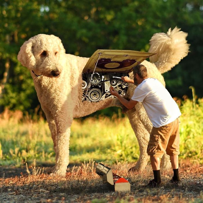 Photographer Makes Funny Montages With Photos Of His Giant Dog (New Pics)