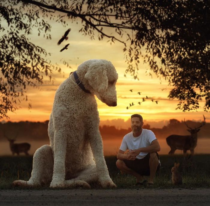Photographer Makes Funny Montages With Photos Of His Giant Dog (New Pics)