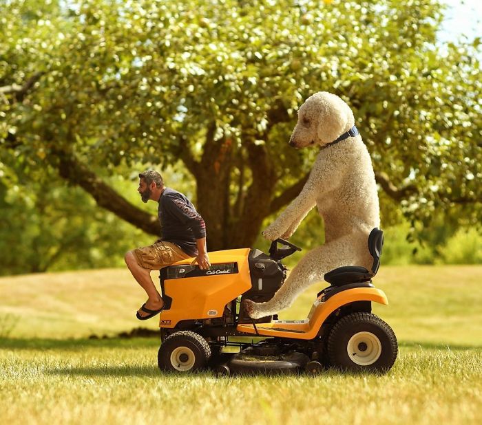 Photographer Makes Funny Montages With Photos Of His Giant Dog (New Pics)