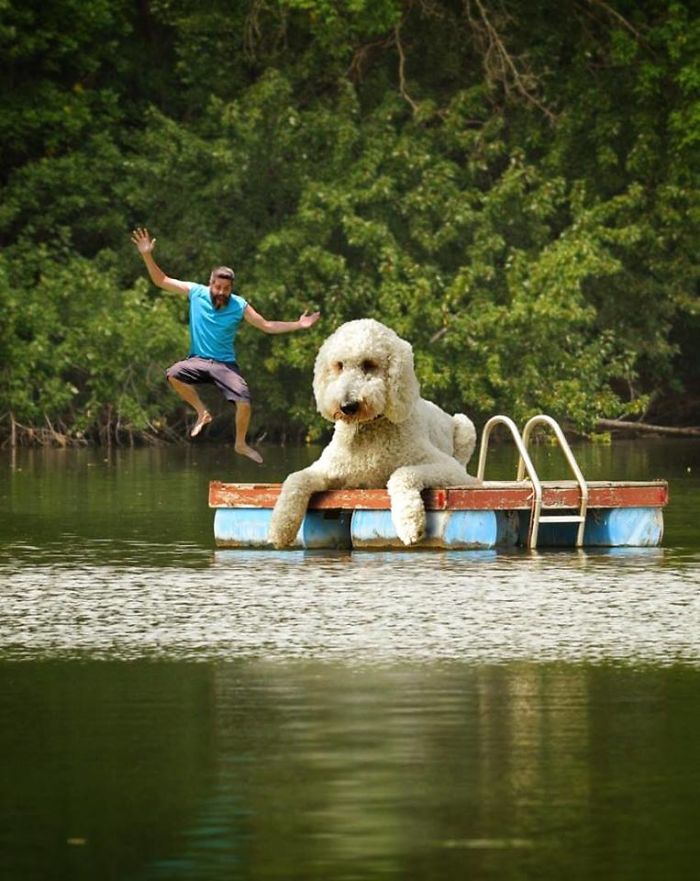 Photographer Makes Funny Montages With Photos Of His Giant Dog (New Pics)