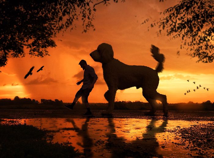 Photographer Makes Funny Montages With Photos Of His Giant Dog (New Pics)
