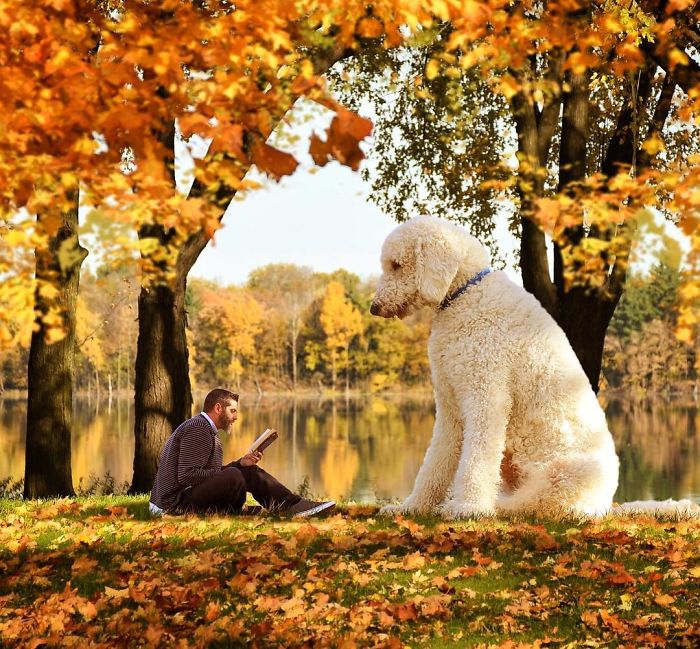 Photographer Makes Funny Montages With Photos Of His Giant Dog (New Pics)