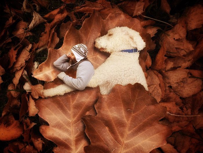 Photographer Makes Funny Montages With Photos Of His Giant Dog (New Pics)