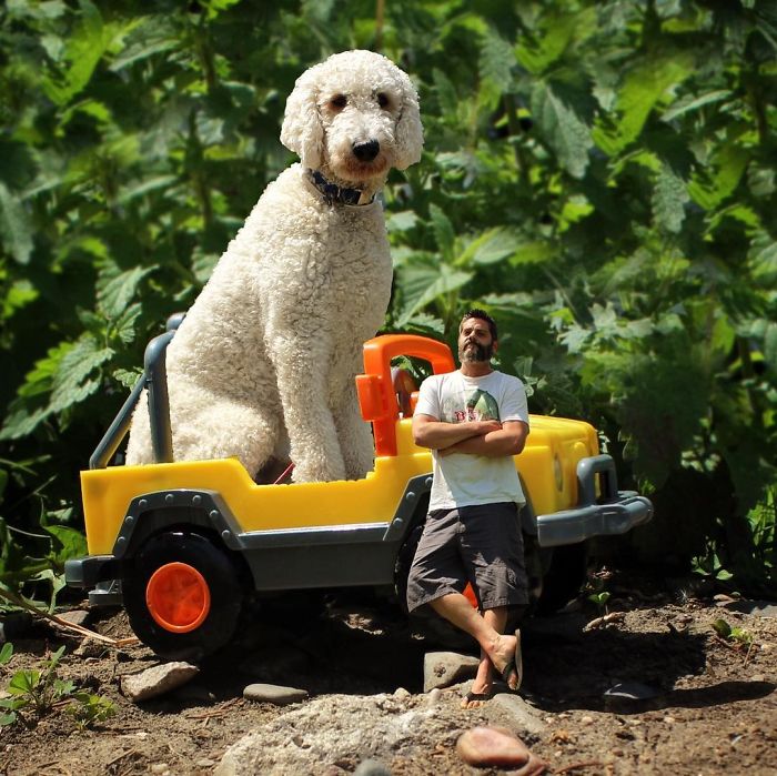 Photographer Makes Funny Montages With Photos Of His Giant Dog (New Pics)