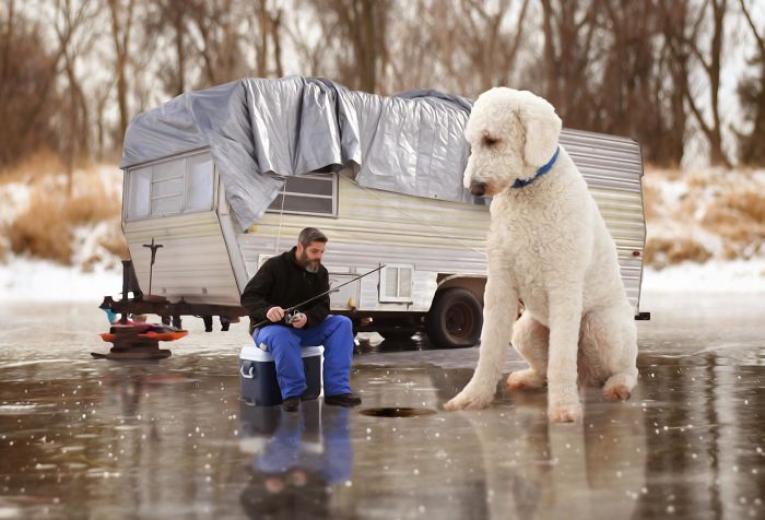 Photographer Makes Funny Montages With Photos Of His Giant Dog (New Pics)