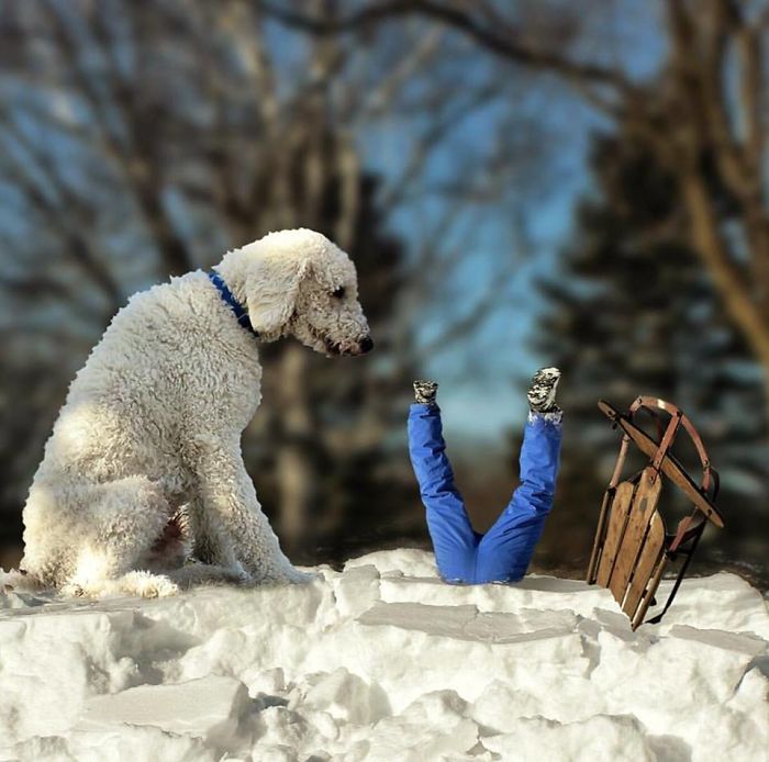 Photographer Makes Funny Montages With Photos Of His Giant Dog (New Pics)