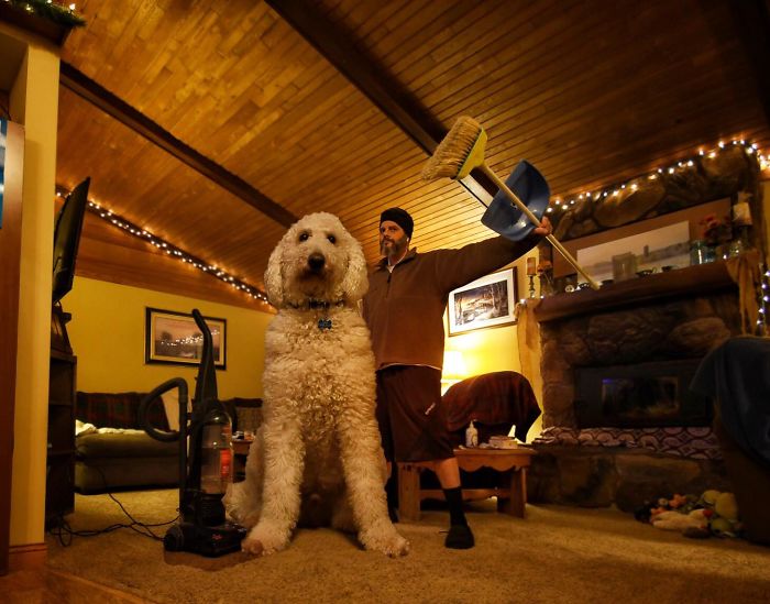 Photographer Makes Funny Montages With Photos Of His Giant Dog (New Pics)
