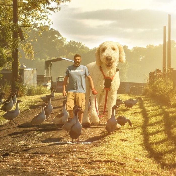 Photographer Makes Funny Montages With Photos Of His Giant Dog (New Pics)