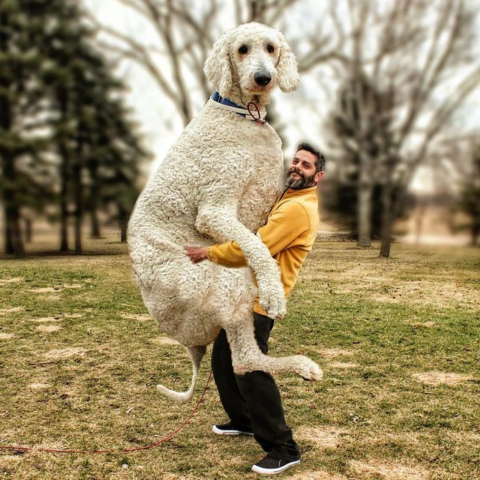 Photographer Makes Funny Montages With Photos Of His Giant Dog (New Pics)