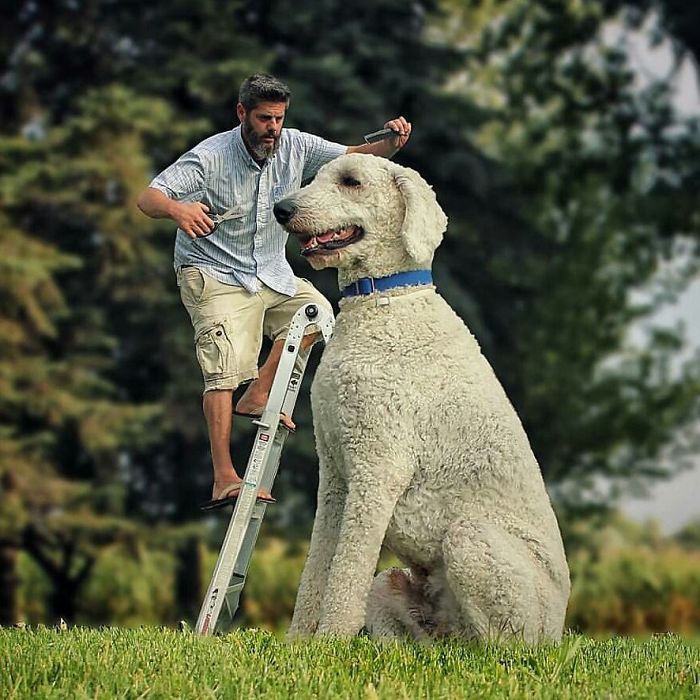 Photographer Makes Funny Montages With Photos Of His Giant Dog (New Pics)