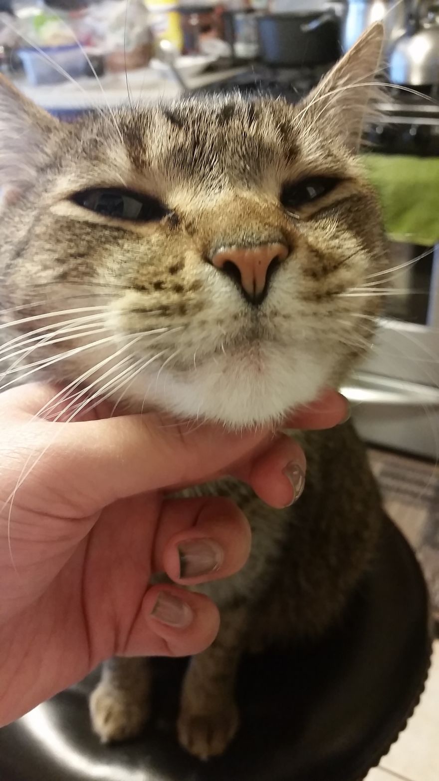 Meet Pip, The 9-Year Old Tabby Cat