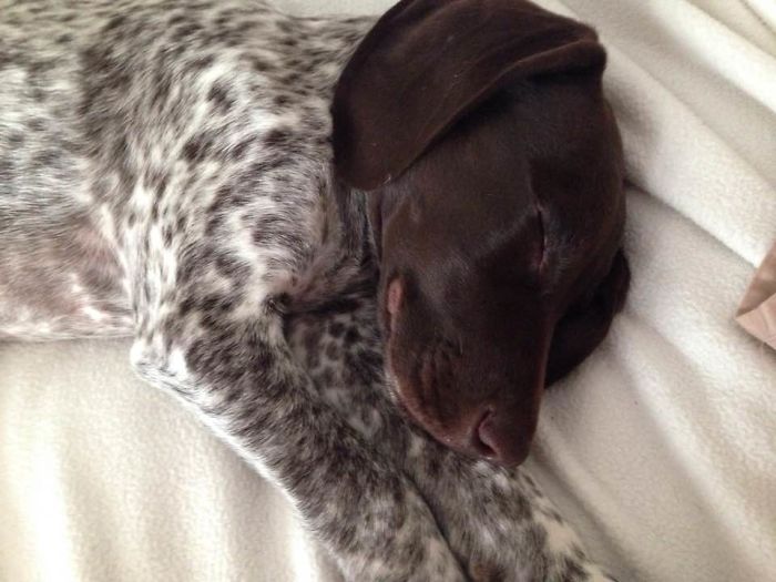 My Sweet Puppy Sleeping