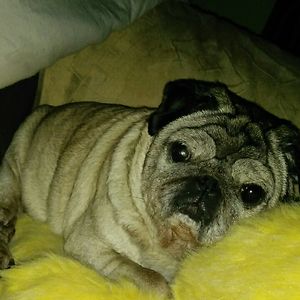 cougarthehairywombat avatar