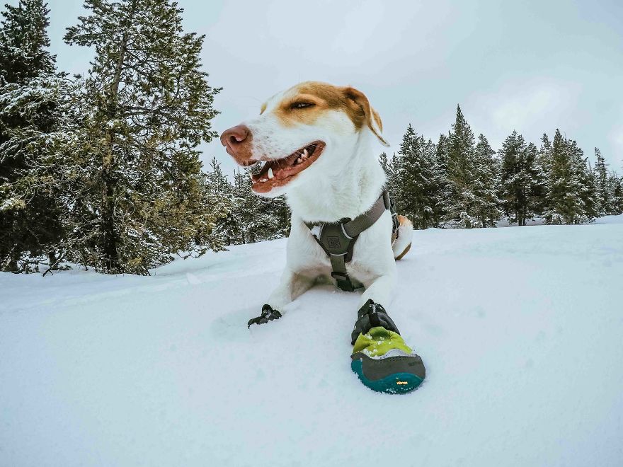 The African Dog That Hasn't Stopped Smiling For A Year