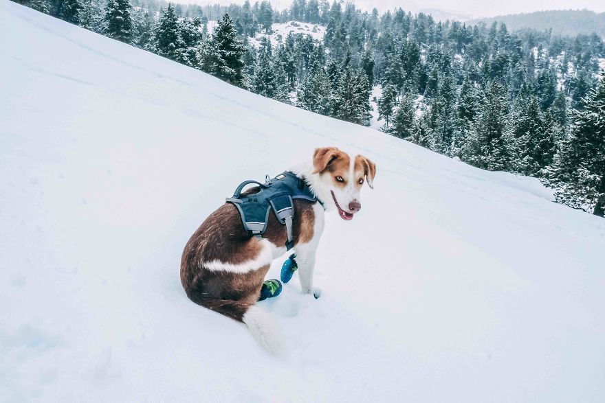 The African Dog That Hasn't Stopped Smiling For A Year