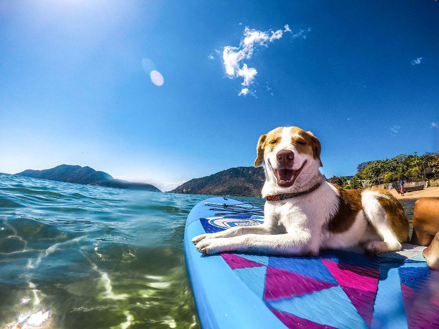 The African Dog That Hasn't Stopped Smiling For A Year