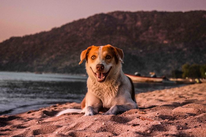 The African Dog That Hasn’t Stopped Smiling For A Year