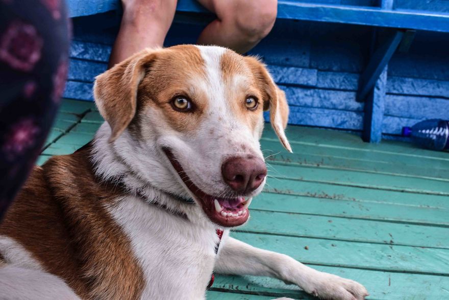 The African Dog That Hasn't Stopped Smiling For A Year